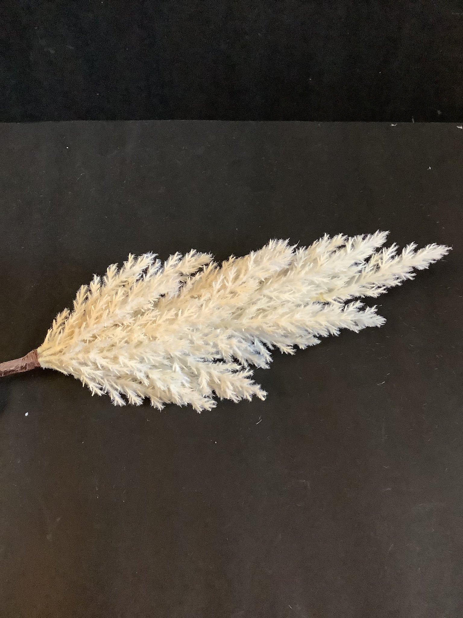 Pampas grass branch