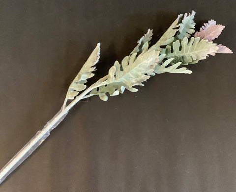 Purple tip dusty miller stem