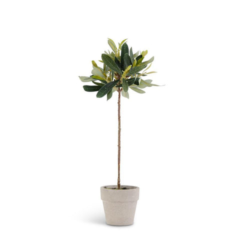 Mini potted olive tree