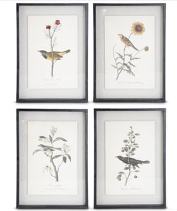 Framed bird prints (4 styles)