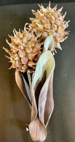 Green and burgundy double spike pod stem