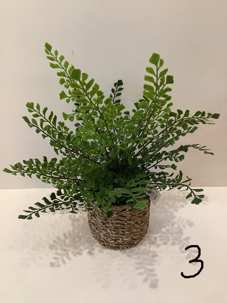 Faux fern (3 styles)