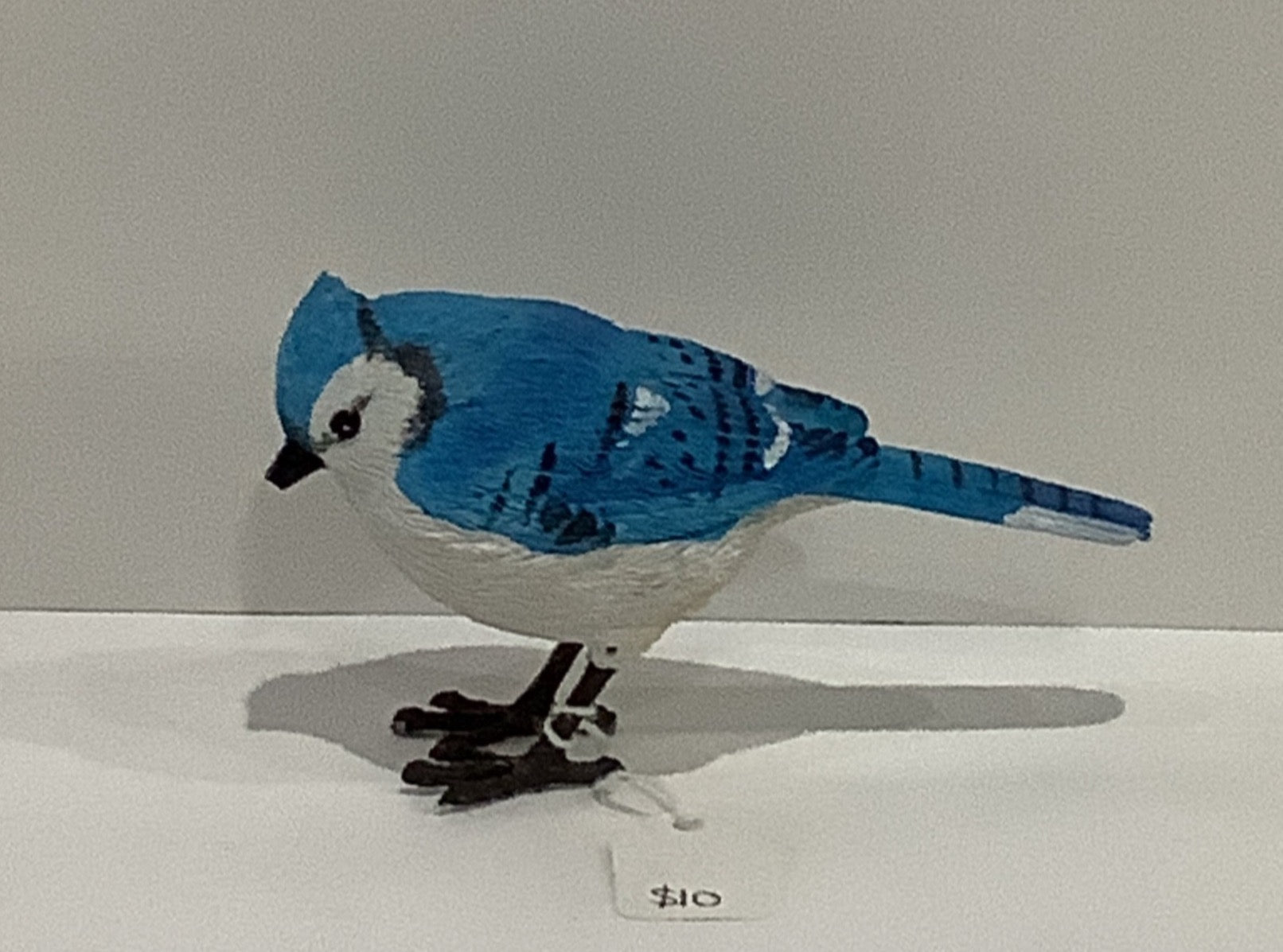 Blue jay bird