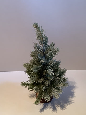 Small frosted evergreen tree