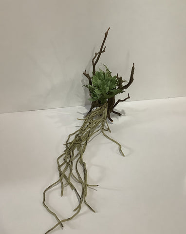 Succulent twig